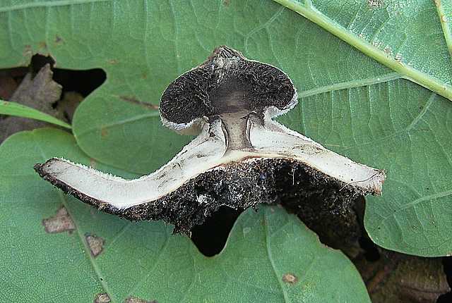 La flora micologica del Leymenthal